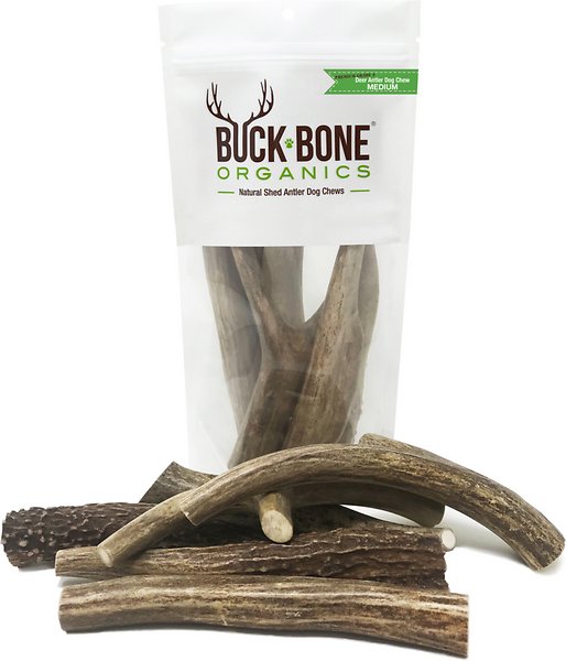 Buck Bone Antler Deer Whole